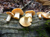 Cuphophyllus pratensis image