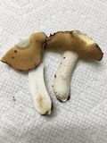 Suillus weaverae image