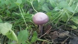 Lepista sordida image