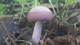Lepista sordida image