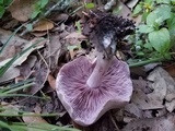 Lepista sordida image