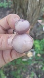 Lepista sordida image