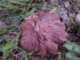 Lepista sordida image