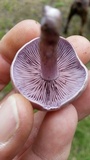 Lepista sordida image