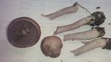 Lepista sordida image