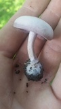 Lepista sordida image