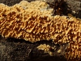 Pirex concentricus image