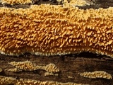 Pirex concentricus image