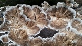 Trametes villosa image