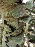 Trametes villosa image