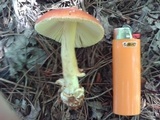 Amanita parcivolvata image