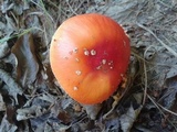 Amanita parcivolvata image