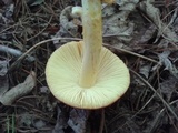 Amanita parcivolvata image
