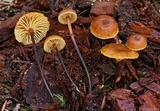 Xeromphalina cornui image