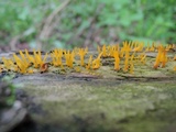 Calocera cornea image