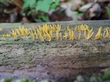 Calocera cornea image