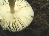 Amanita sect. Vaginatae image