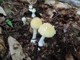 Amanita praecox image