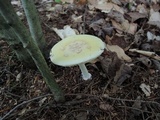 Amanita praecox image