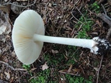 Amanita praecox image