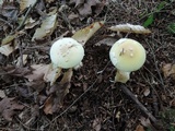 Amanita praecox image