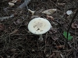 Amanita praecox image