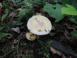 Amanita praecox image