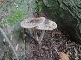 Amanita rhacopus image