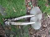 Amanita rhacopus image