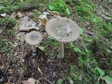 Amanita rhacopus image
