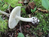 Amanita albocreata image