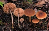 Entoloma cetratum image