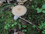 Oudemansiella furfuracea image