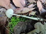 Xerula megalospora image