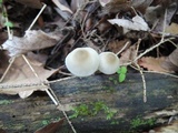 Mycena subcaerulea image