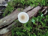 Mycena subcaerulea image