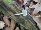 Mycena subcaerulea image