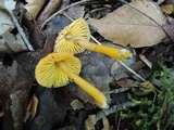 Hygrocybe psittacina var. perplexa image