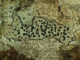 Buellia disciformis image