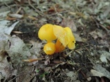 Hygrocybe parvula image