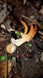 Pseudocolus fusiformis image