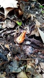 Pseudocolus fusiformis image