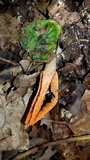 Pseudocolus fusiformis image