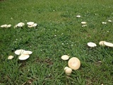 Amanita pubescens image