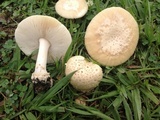 Amanita pubescens image