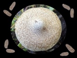 Inocybe lacera image