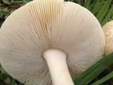 Amanita pubescens image