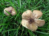 Oudemansiella furfuracea image