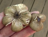 Oudemansiella furfuracea image