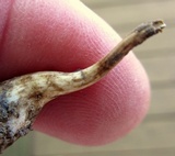 Oudemansiella furfuracea image